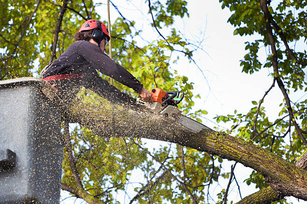 Best Storm Damage Tree Cleanup  in Hennessey, OK